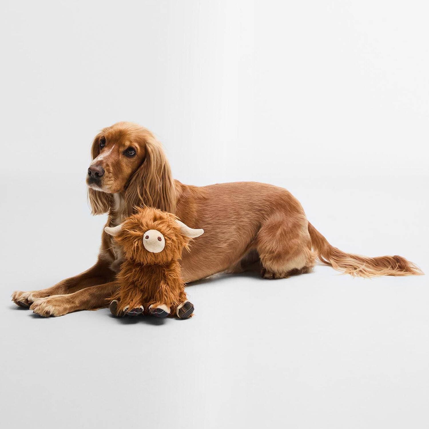Barbour Dogs