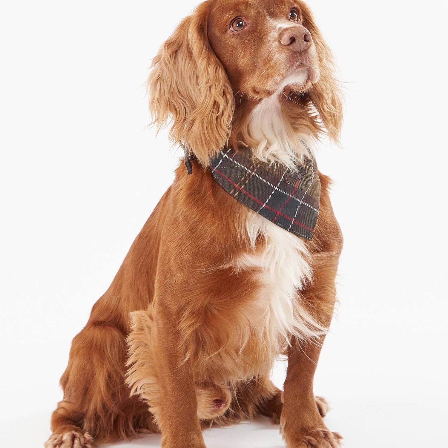 Barbour Dogs Dog Tartan Bandana