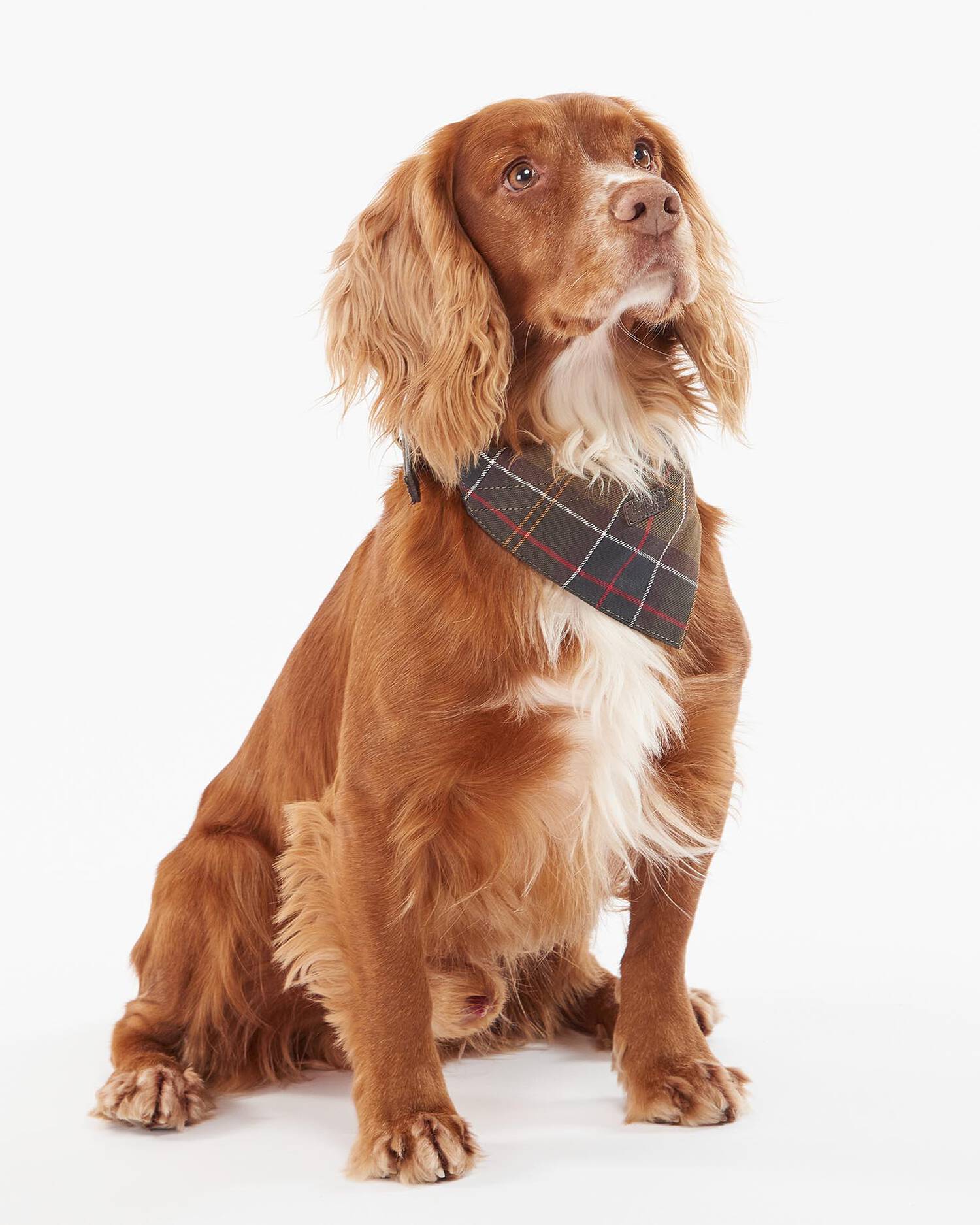 Barbour Dogs Dog Tartan Bandana