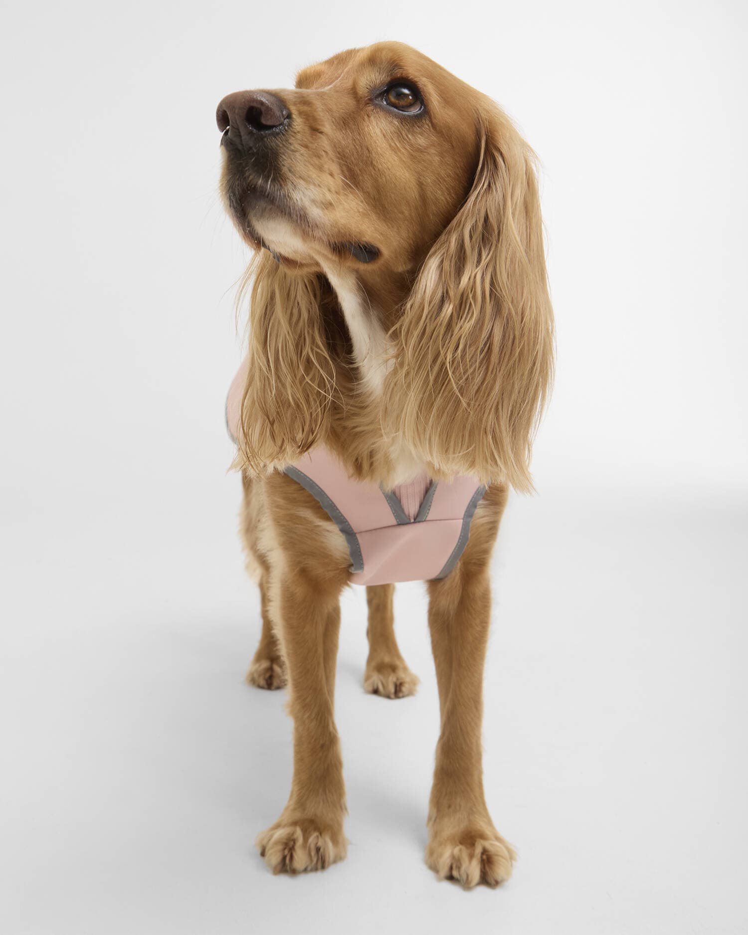 Barbour Dogs Evie Waterproof Dog Coat