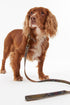 Barbour Dogs TART / OS Tartan Reflective Dog Lead