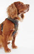 Barbour Dogs Tartan Dog Harness