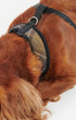 Barbour Dogs Tartan Dog Harness