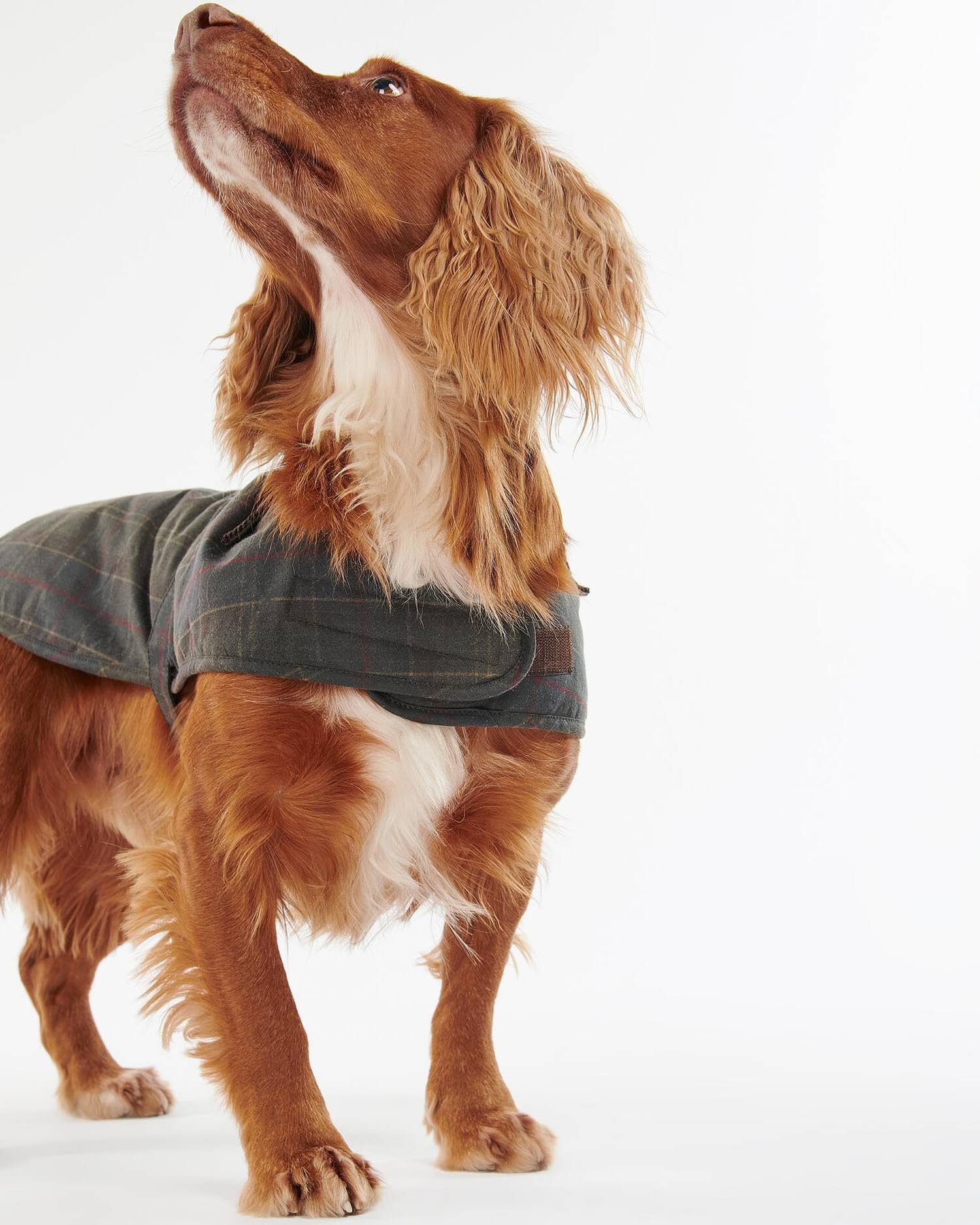 Barbour Dogs Tartan Waxed Dog Coat