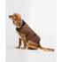 Barbour Dogs Waxed Dog Coat in Tan