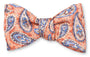 R. Hanauer, Inc. Ties Apricot Bernadette Pine Bow Tie